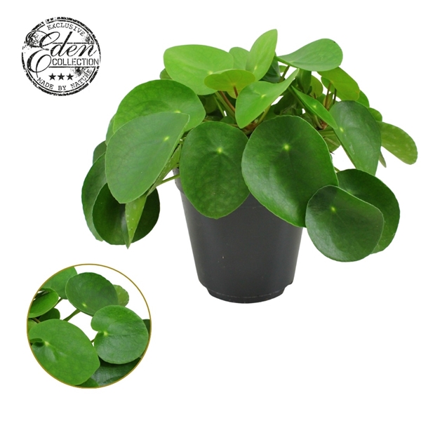 Pilea peperomioides