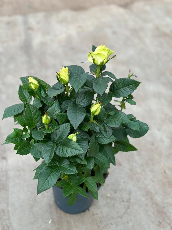 Rosa hybrida Weiss