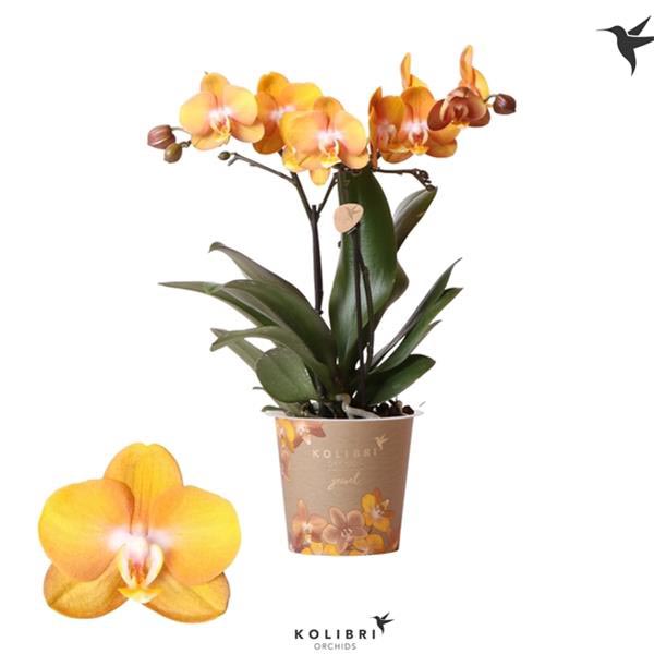 Phalaenopsis hybrida Jewel Las Vegas