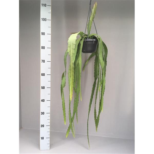 Epiphyllum Ackermannii