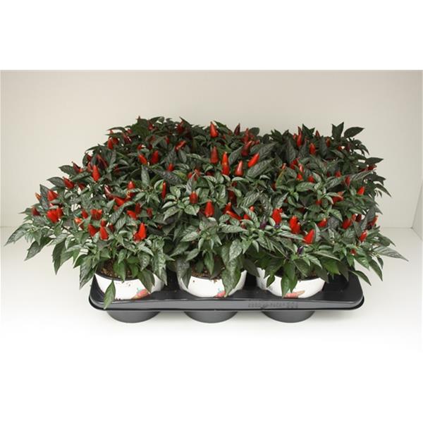Capsicum annuum Sombrero Violett