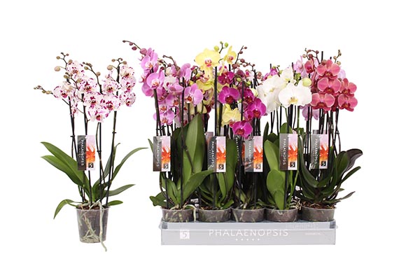 Phalaenopsis hybrida Mix