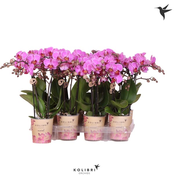 Phalaenopsis hybrida Multiflora Violett