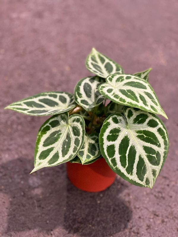 Anthurium chrystallinum Silver Blush