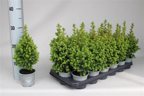 Chamaecyparis thyoides Spitsbergen