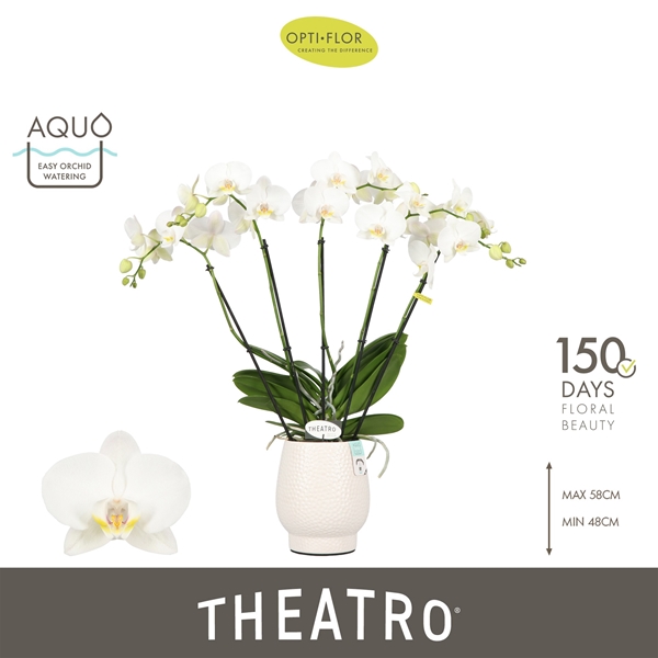 Phalaenopsis hybrida Theatro Jazz In Abruzzo White Aquo