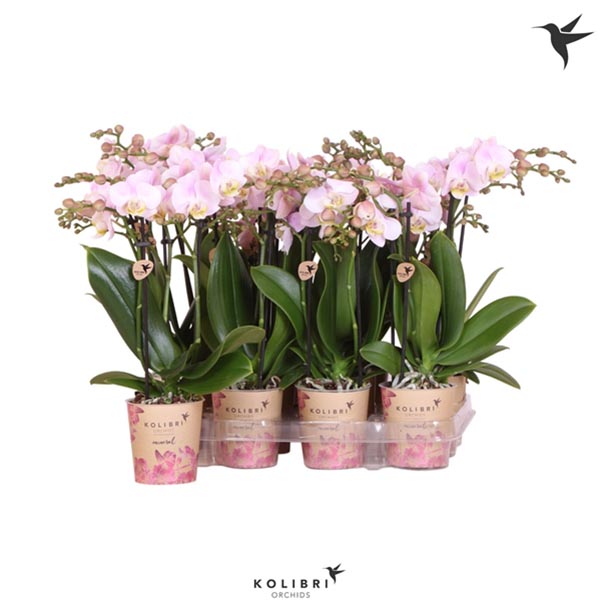 Phalaenopsis hybrida Multiflora Pink