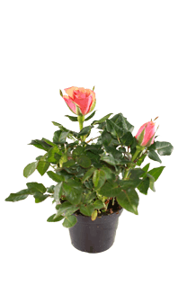 Rosa hybrida Orange