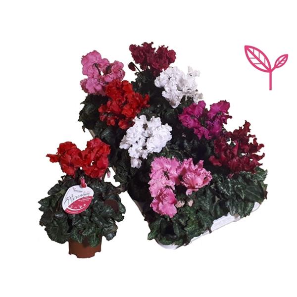 Cyclamen persicum Merengue Mix