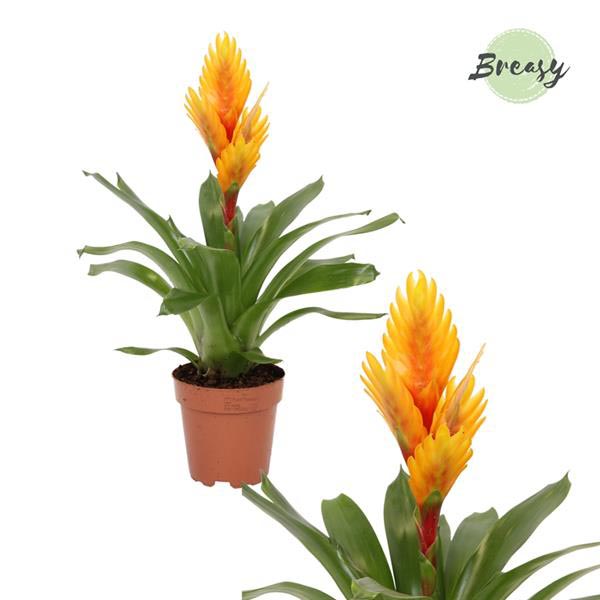 Vriesea hybrida Intenso Orange Flame
