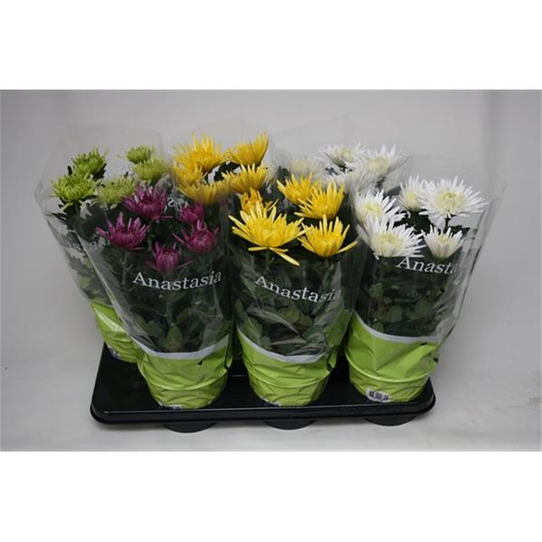 Chrysanthemum indicum Anastasia Mix