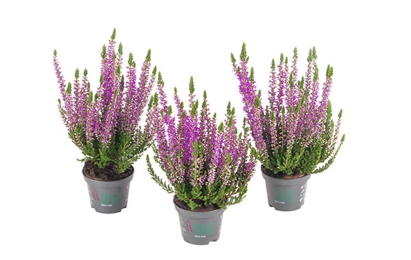 Calluna vulgaris Lila