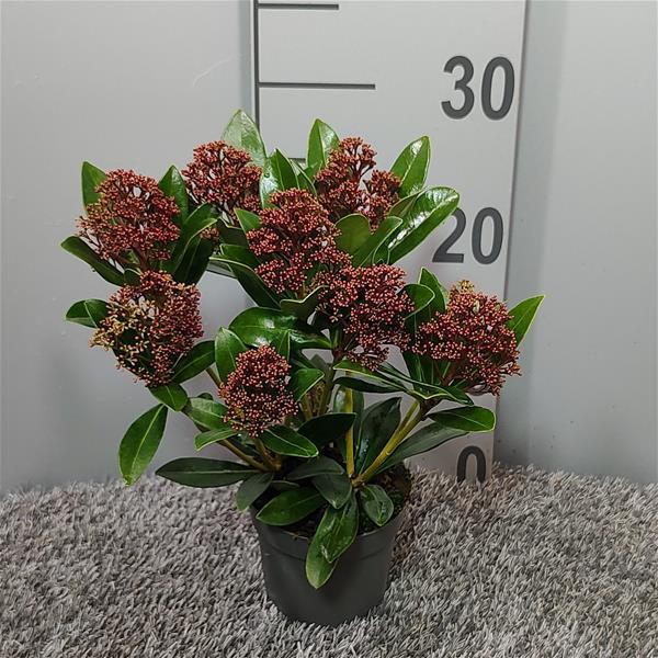 Skimmia japonica Rubesta