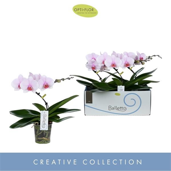 Phalaenopsis hybrida Balletto Curl