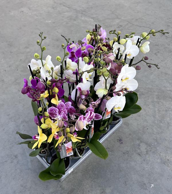 Phalaenopsis hybrida Mix