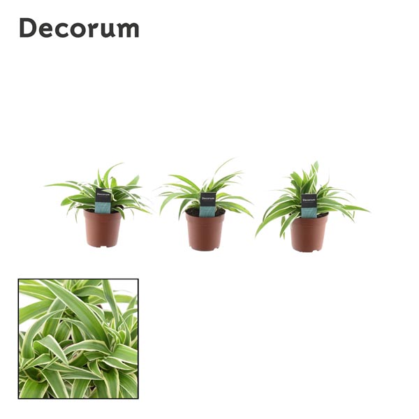 Chlorophytum comosum Ocean