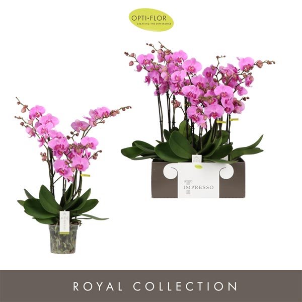 Phalaenopsis hybrida Impresso Amalia