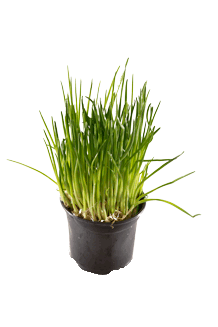 Allium schoenoprasum Schnittlauch