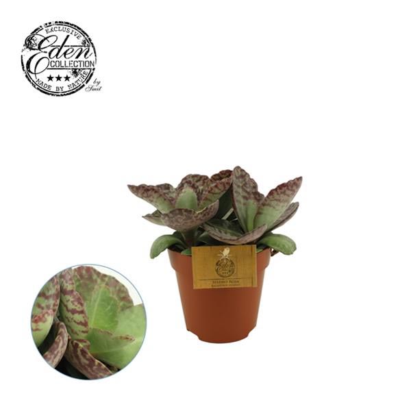 Kalanchoe daigremontiana HUMILIS