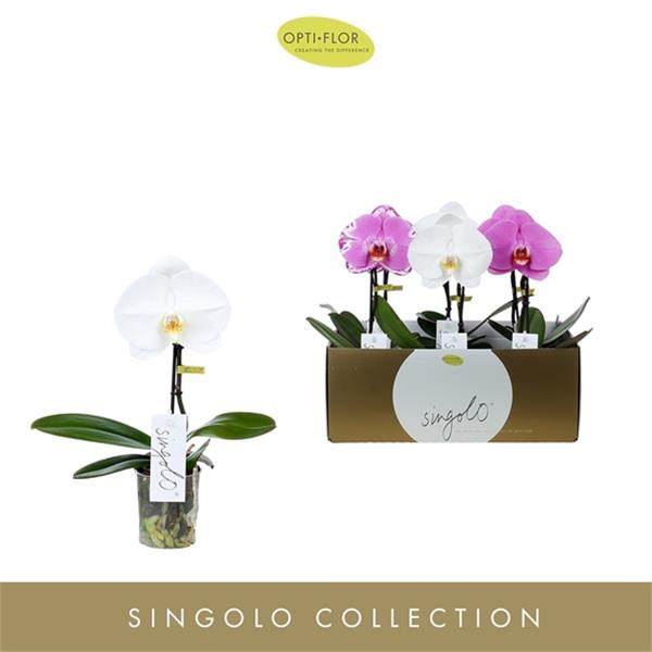 Phalaenopsis hybrida Singolo Mix