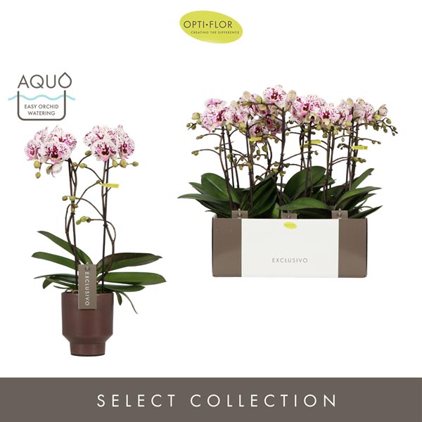 Phalaenopsis hybrida Multiflora Athena In Brown Emilia