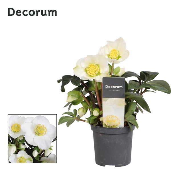 Helleborus niger Christmas Carol L