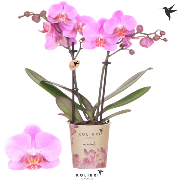 Phalaenopsis hybrida Multiflora Frederikstad