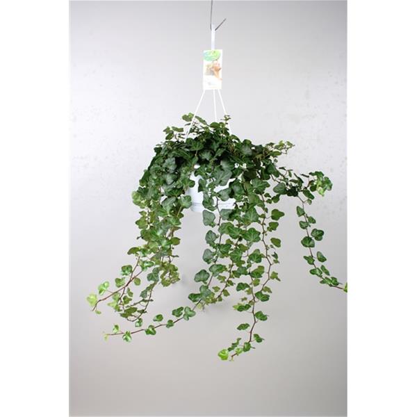Hedera helix Wonder
