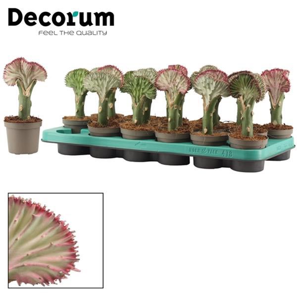 Euphorbia lactea Mix