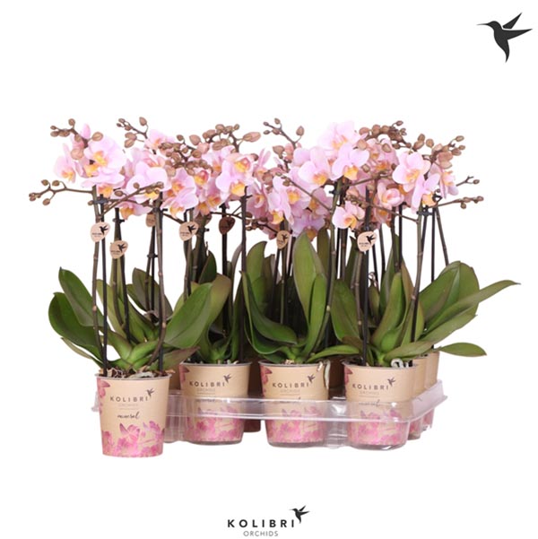 Phalaenopsis hybrida Multiflora Pink