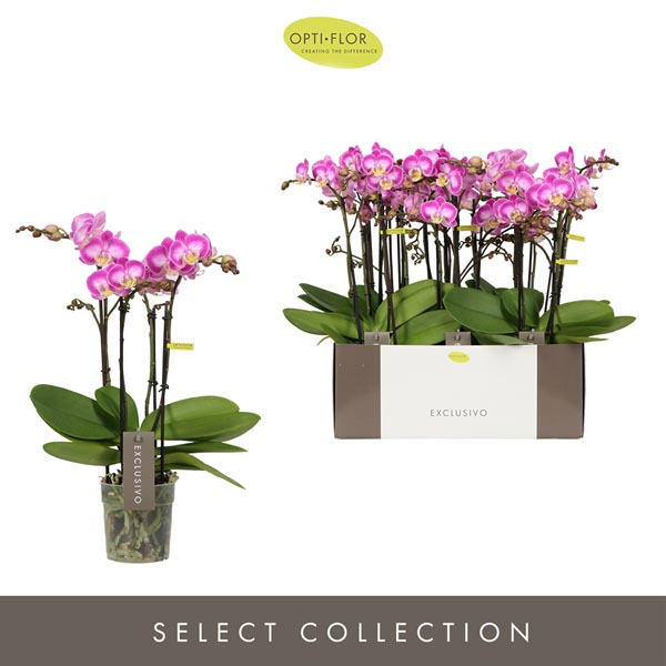 Phalaenopsis hybrida Multiflora Cupido