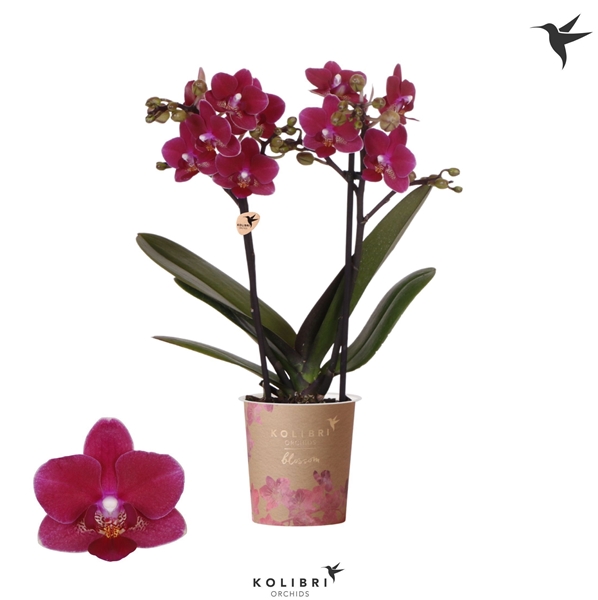 Phalaenopsis hybrida Blossom Chamonix