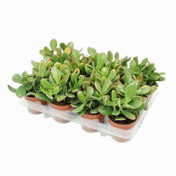Crassula ovata Sunset