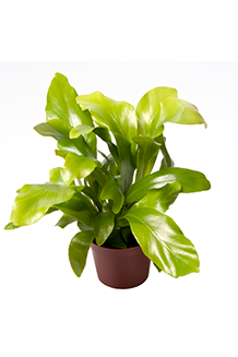 Asplenium nidus