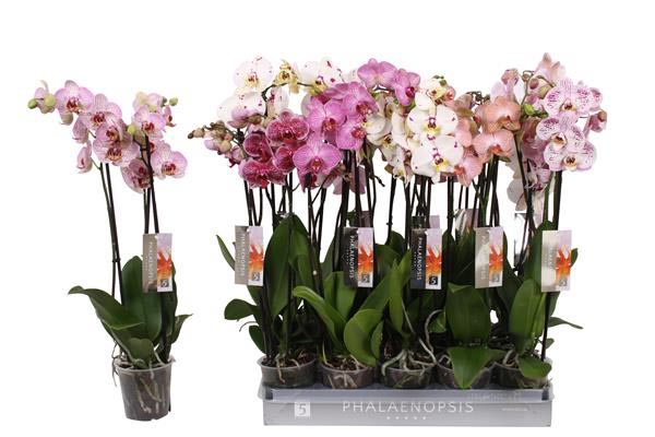 Phalaenopsis hybrida Spezial Mix