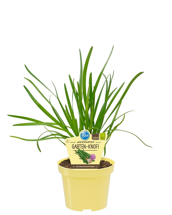 Allium sativum Bio-Gartenknofi