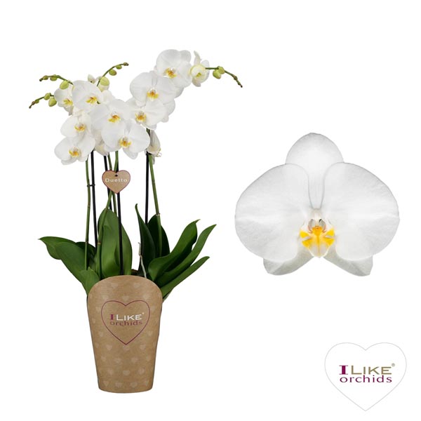Phalaenopsis hybrida Duetto Oxford