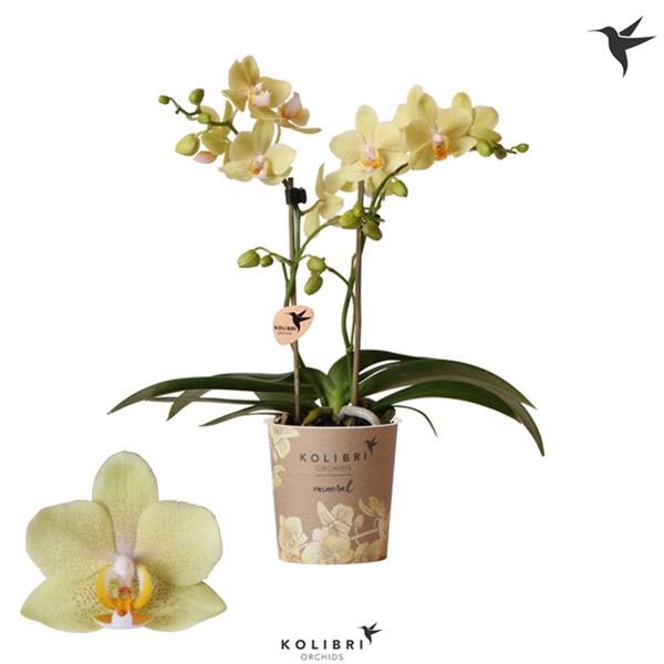 Phalaenopsis hybrida Multiflora Livorne