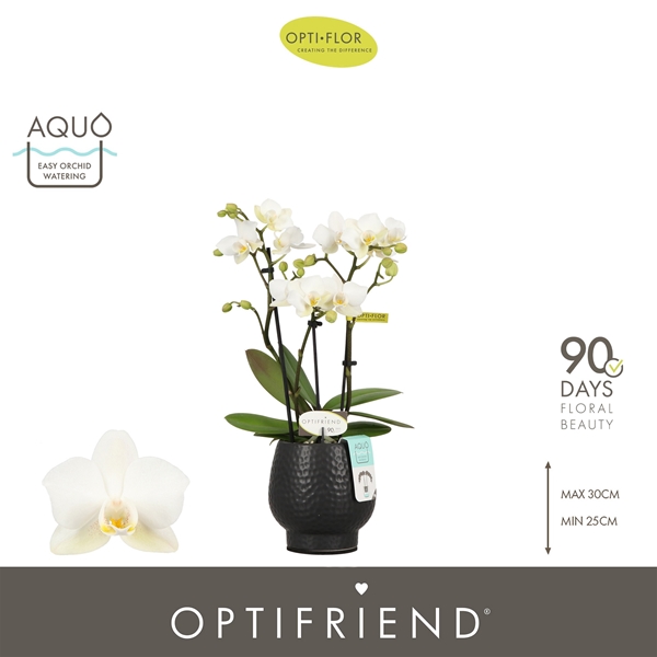 Phalaenopsis hybrida Sandra In Abruzzo Black Aquo