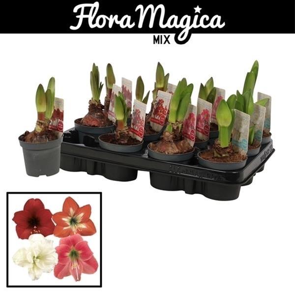 Amaryllis bella-donna Kolibri Mix