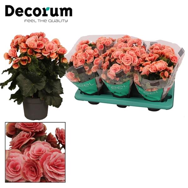 Begonia elatior Borias