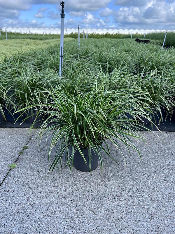 Carex morrowii Ice Dance