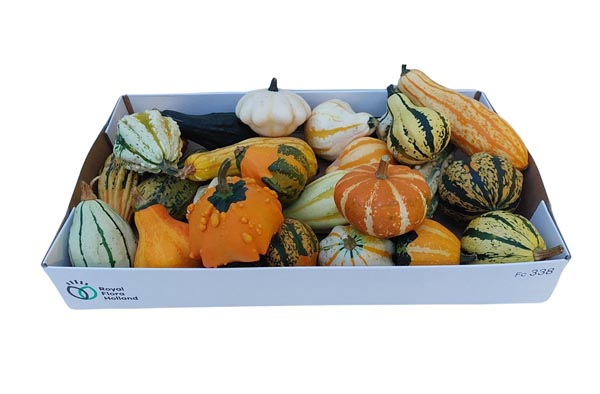 Cucurbita pepo Kürbis Maya Mix