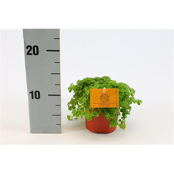 Pilea depressa