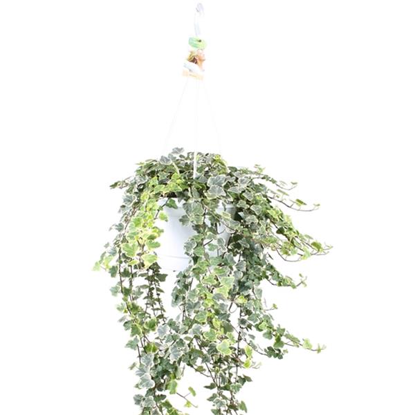 Hedera helix White Wonder