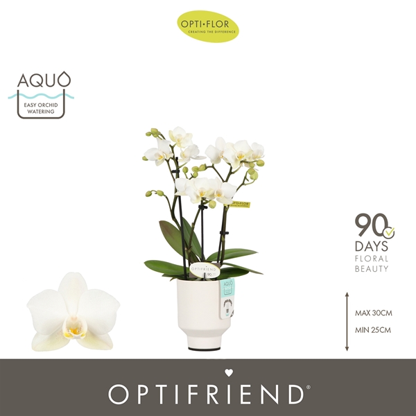 Phalaenopsis hybrida Sandra In Emilia White Aquo