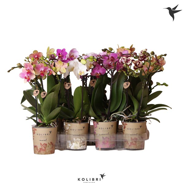 Phalaenopsis hybrida Multiflora Mixtray