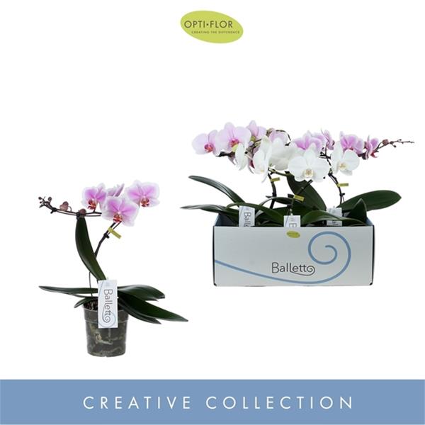 Phalaenopsis hybrida Balletto Mix