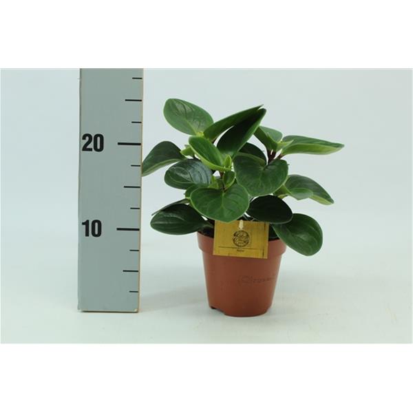 Peperomia obtusifolia Red Canyon