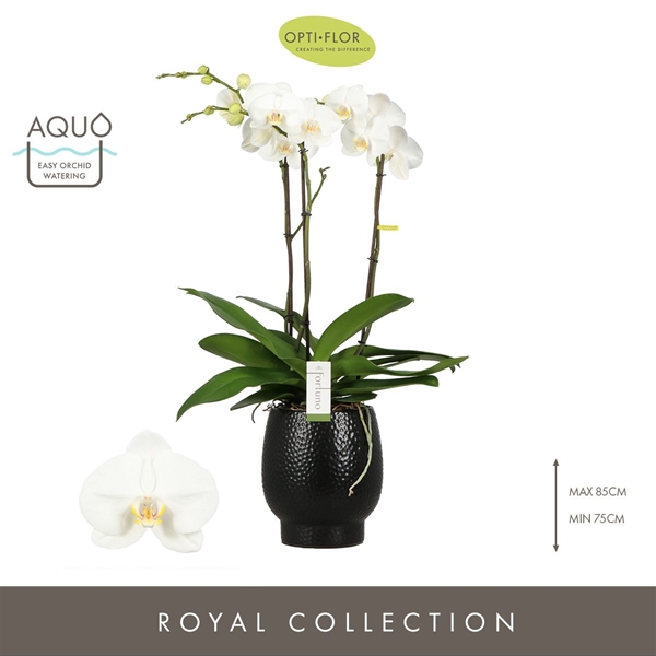 Phalaenopsis hybrida Fortuno Largo In Abruzzo Black Aquo